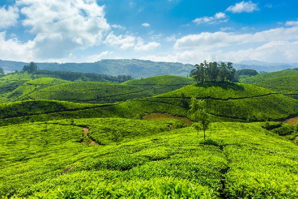 Ooty Tour Travels in Madurai